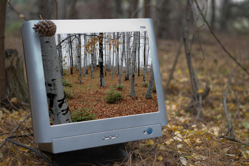 Computer Monitor in Forest