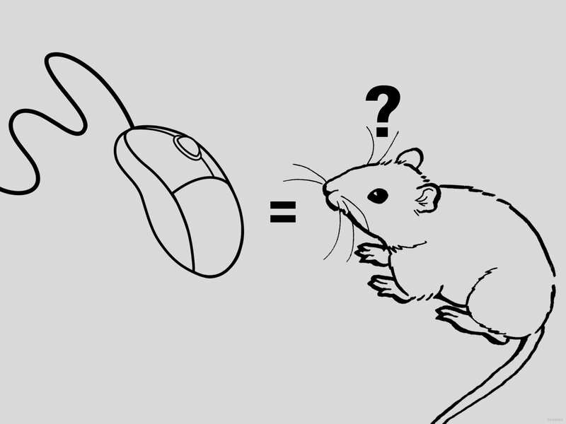 Computer Mouse and Rat