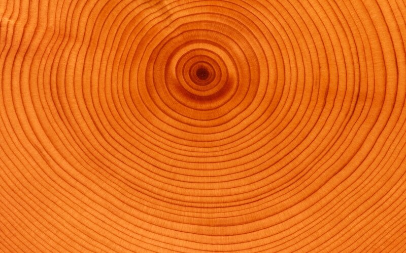 concentric tree rings