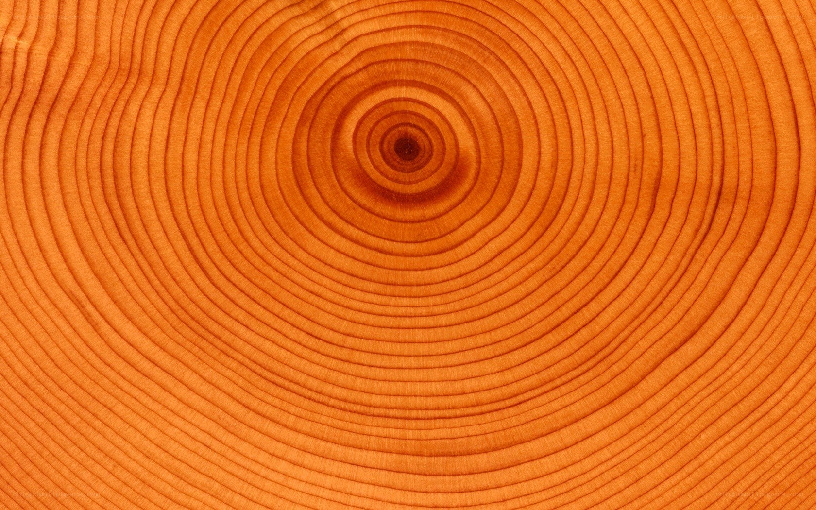 concentric tree rings