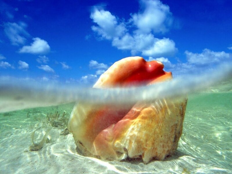 Conch Shell in Shallow Water
