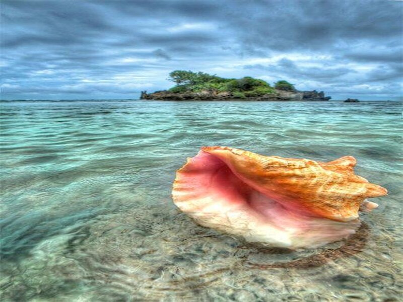 Conch Shell in Water