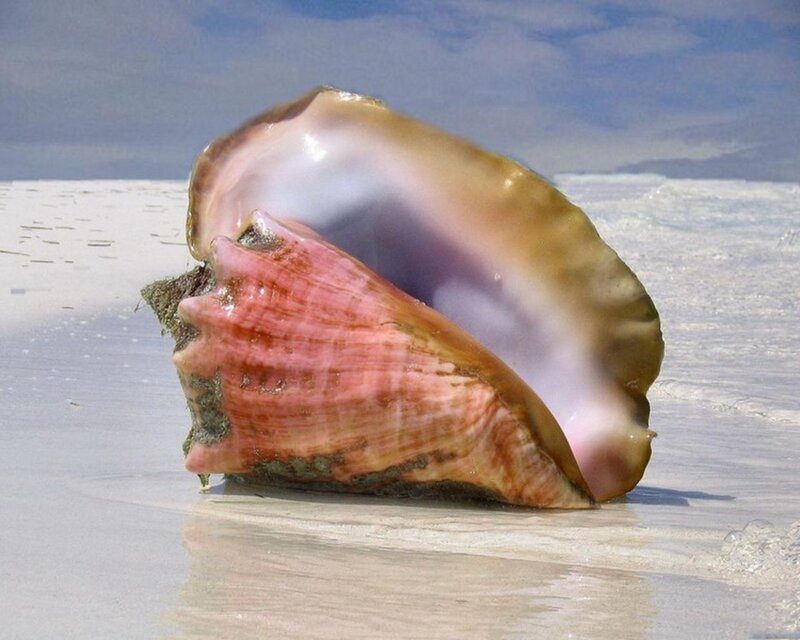 Conch shell on a sandy beach