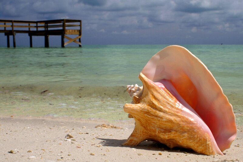 Conch Shell on Beach — Beige