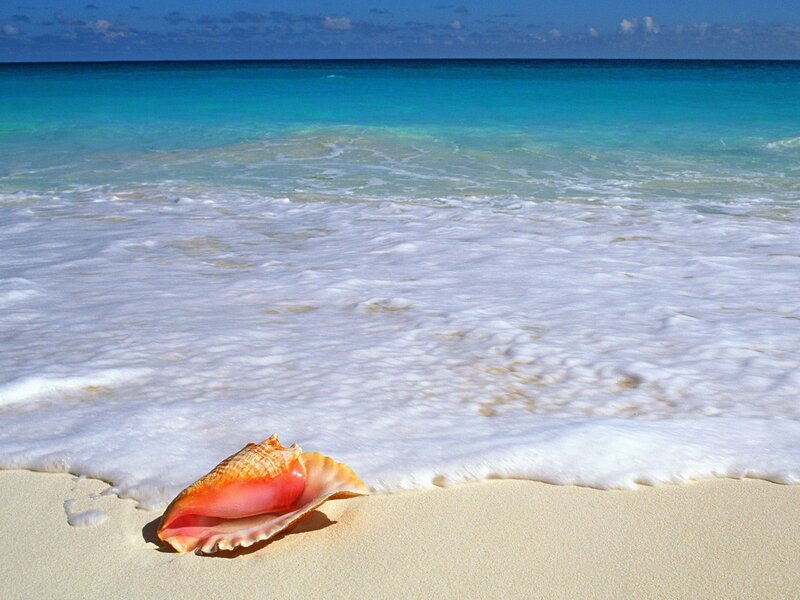 Conch Shell on Beach — Blue, Serene, Afternoon, Photograph, Sand, Ocean