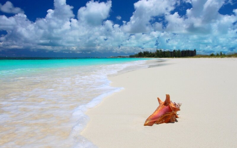 Conch Shell on Beach — Blue, Serene, Afternoon, Photograph, Sand