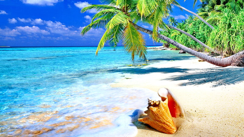 Conch Shell on Beach — Blue, Serene, Afternoon, Photograph