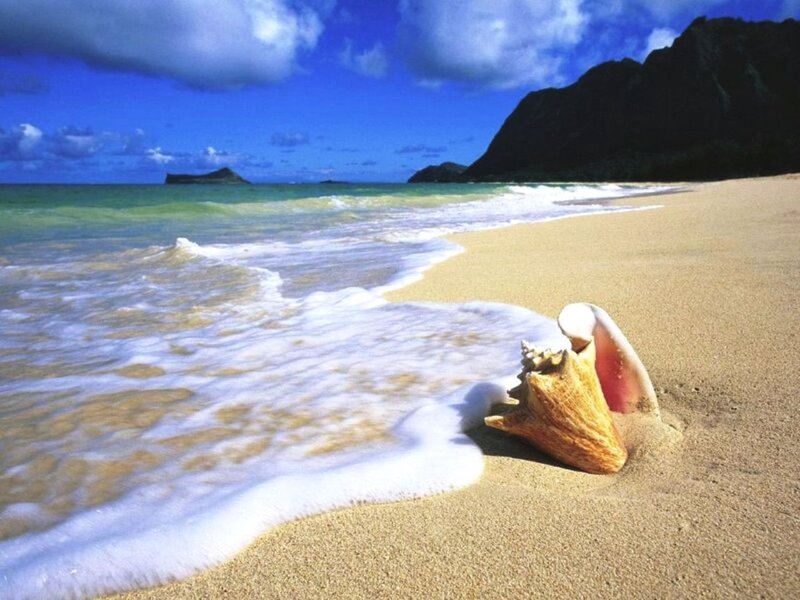 Conch Shell on Beach — Blue, Serene, Afternoon