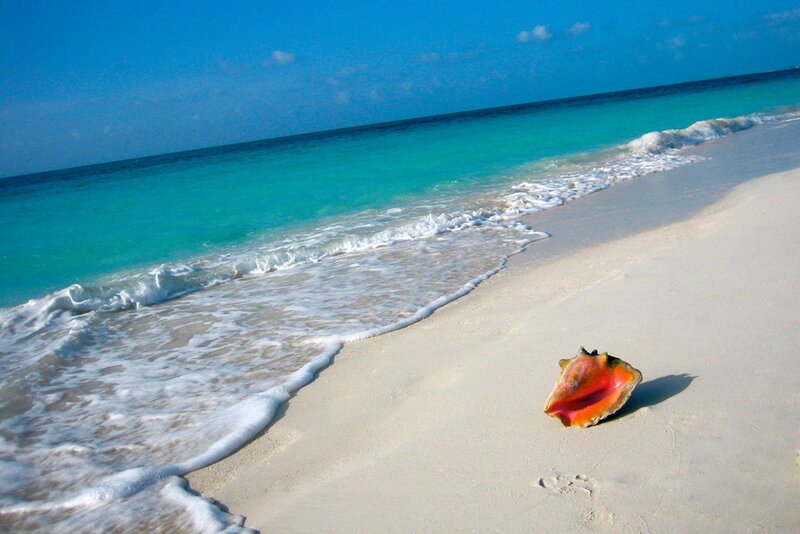 Conch Shell on Beach — Blue, Serene