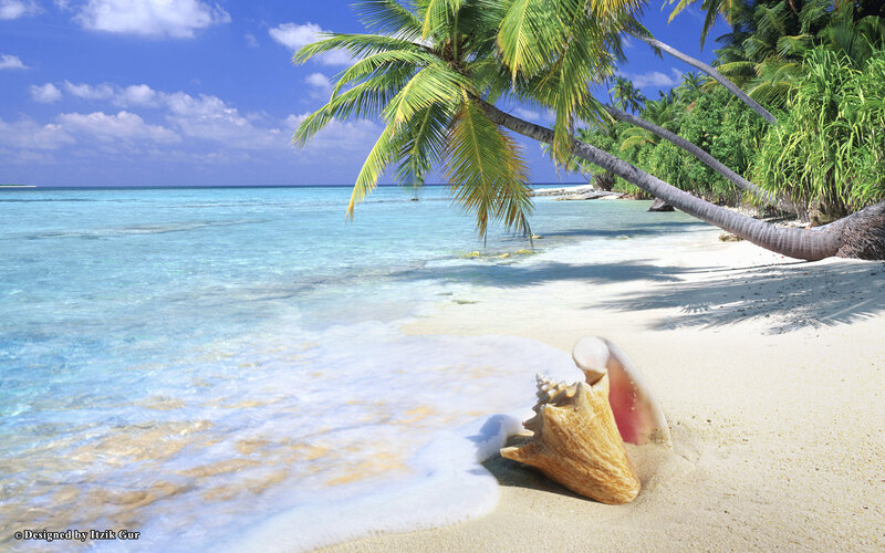 Conch Shell on Beach — Blue