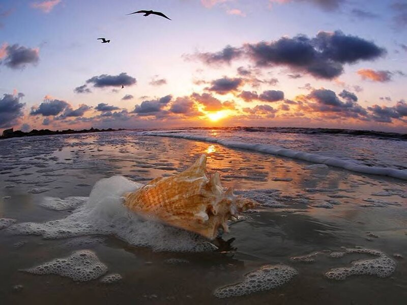 Conch Shell on Beach — Orange, Serene