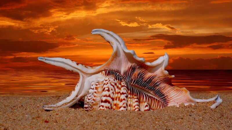 Conch Shell on Beach — Orange