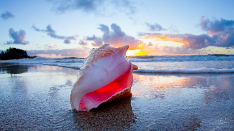 Conch Shell on Beach — Pink