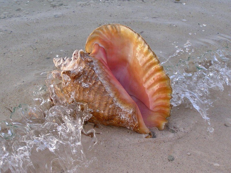 conch shell on beach