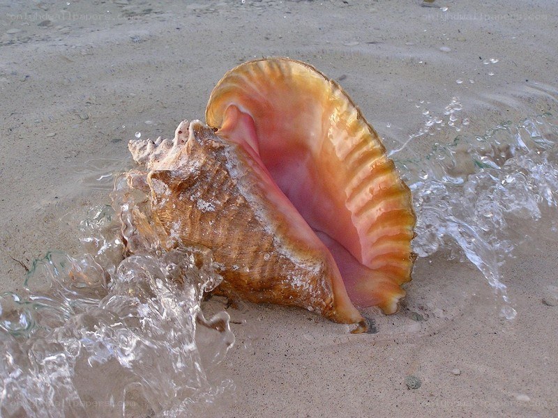 conch shell on beach