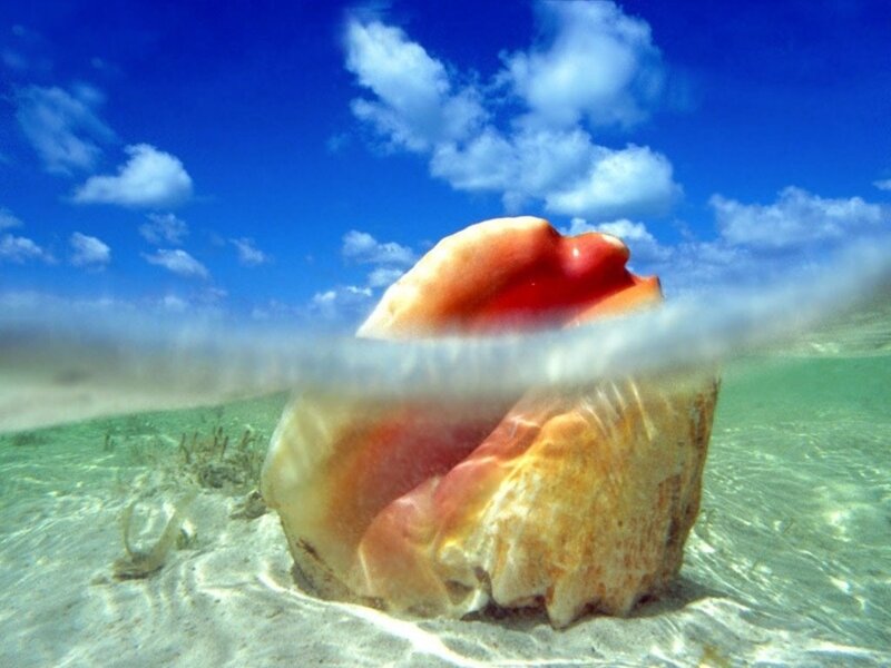 Conch shell on sandy ocean floor