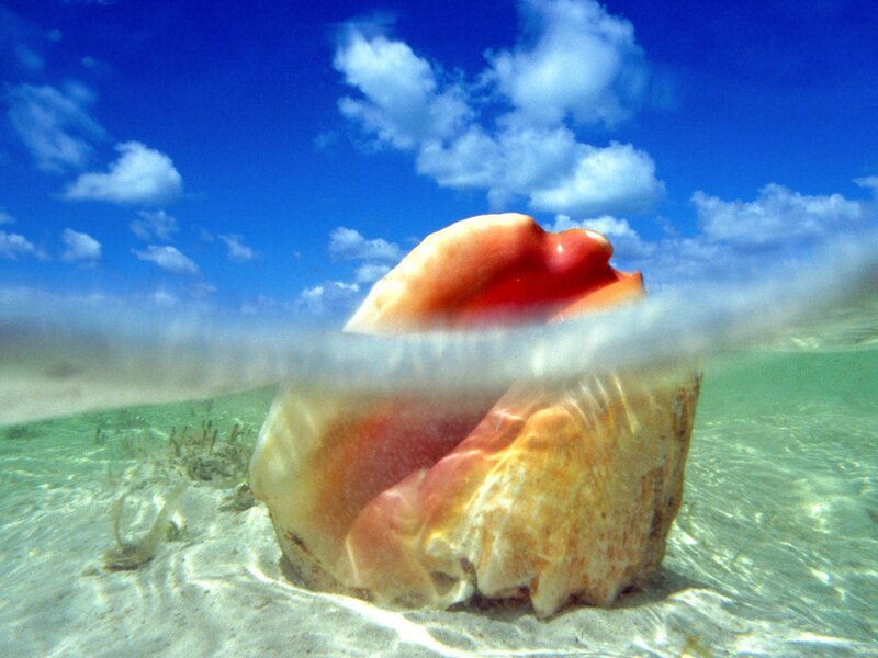 Conch Shell on Seafloor