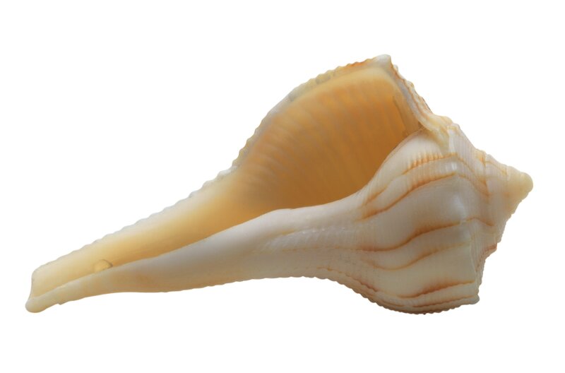 conch shell on white background