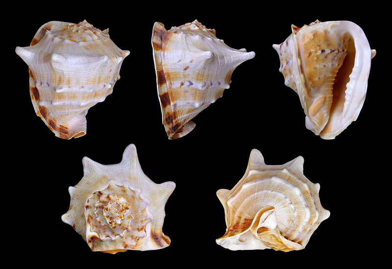 Conch Shell
