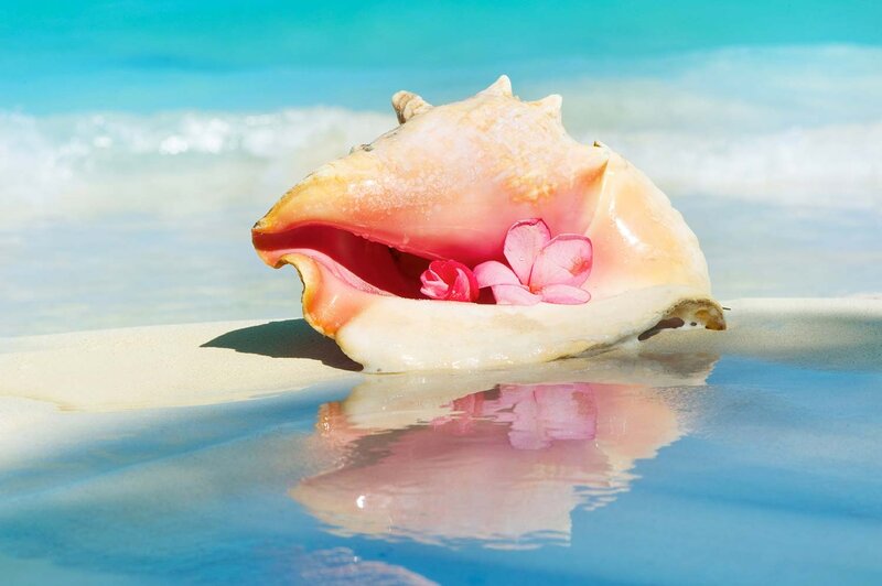 Conch Shell with Flower