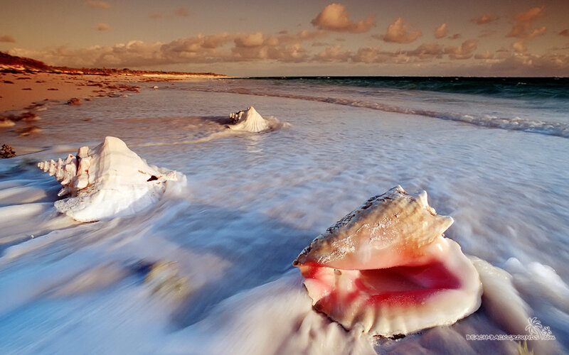 Conch Shells on Beach