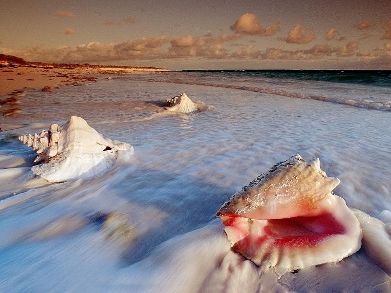 Conch Shells on Beach — White