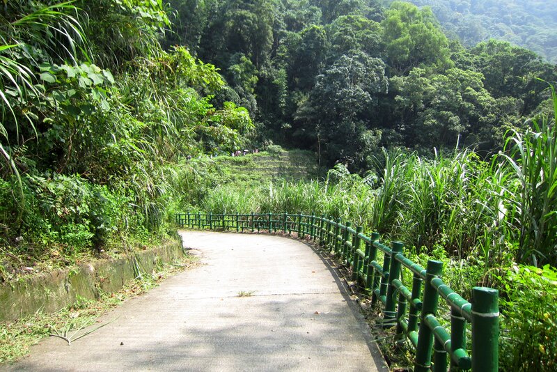 Concrete Path in Forest — Green