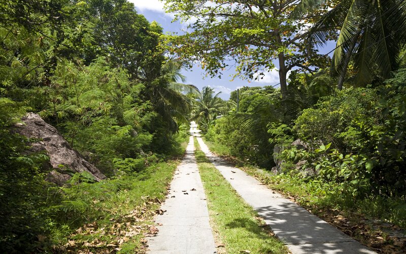 Concrete Path in Forest