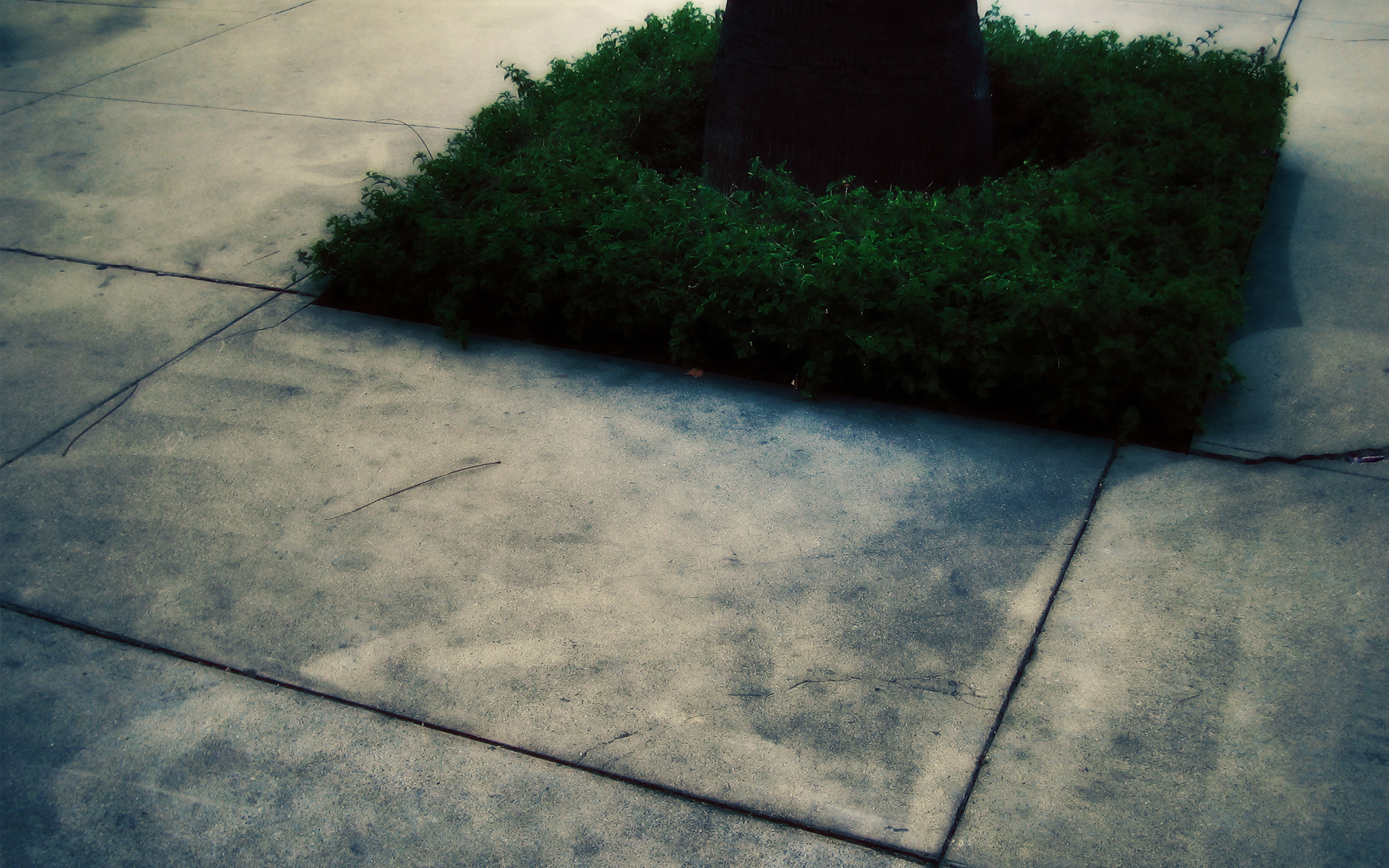 Concrete sidewalk with tree