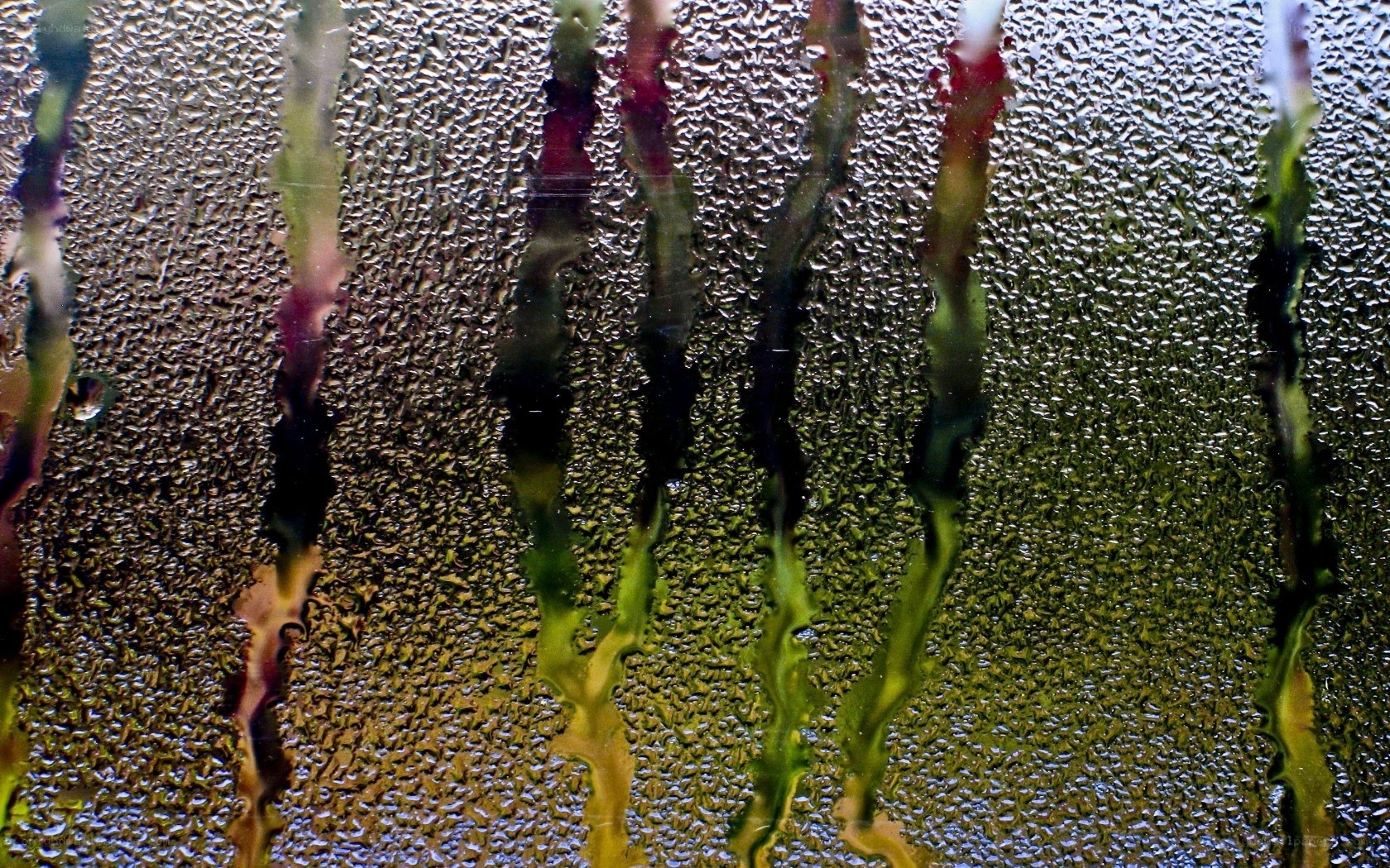 condensation on a glass surface