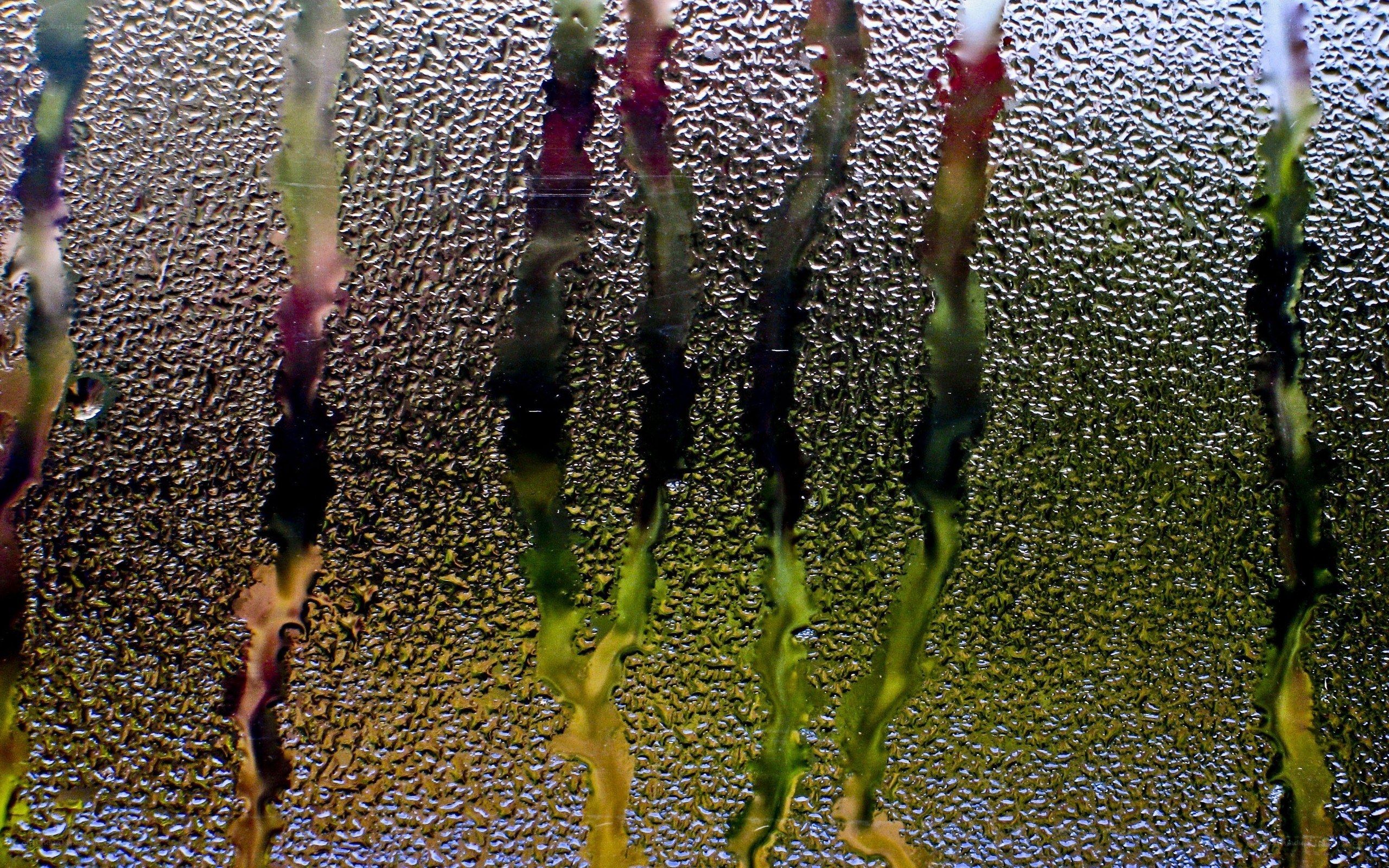 condensation on a glass surface