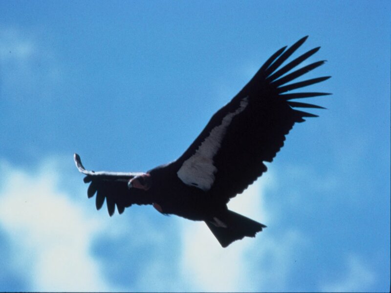 Condor in Flight