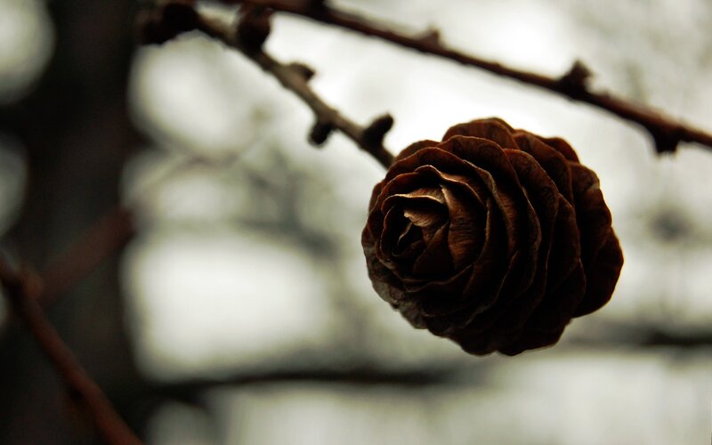Cone on a tree branch