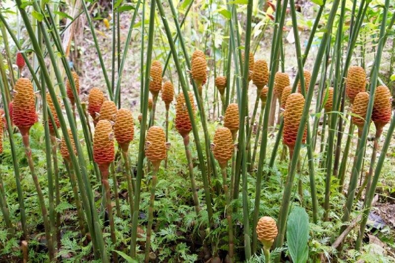 Cone-shaped Flowers in Forest