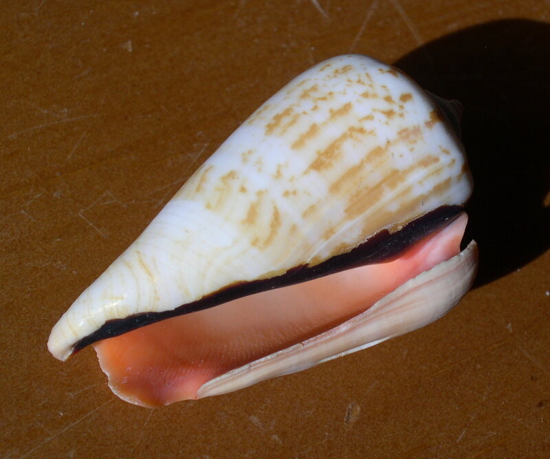 cone shell with pink interior