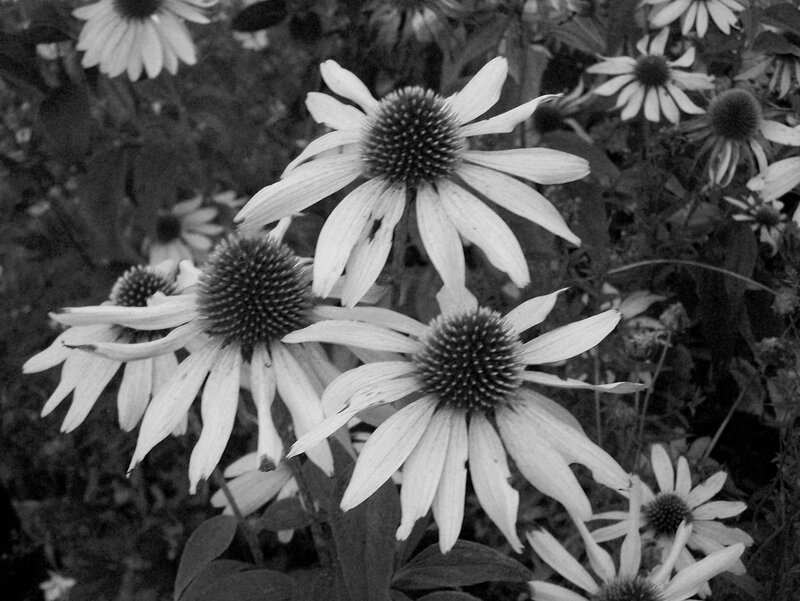 Coneflower Blossoms — Black