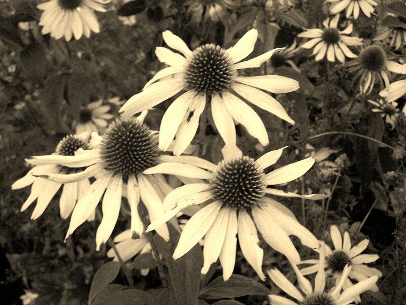 Coneflower Blossoms