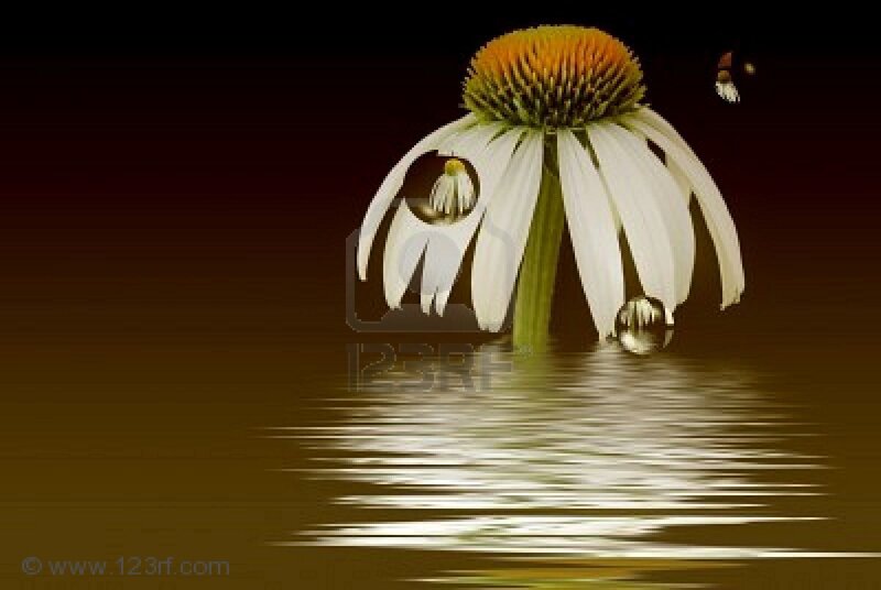 Coneflower in Water