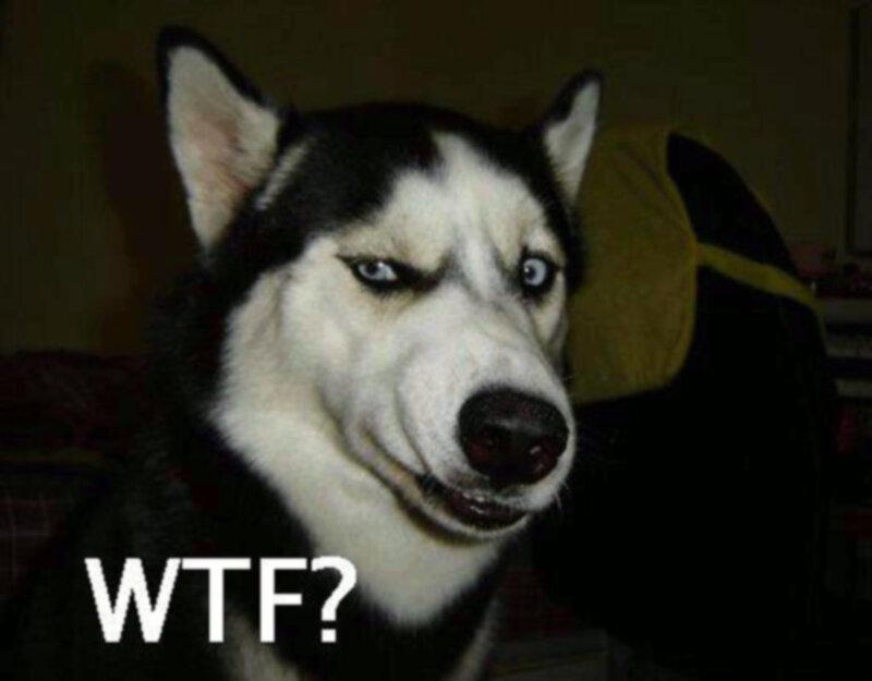 confused husky dog