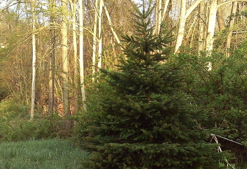 Conifer tree in forest