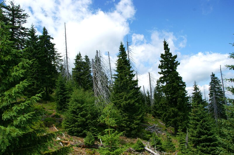 Coniferous Forest — Green, Serene, Afternoon