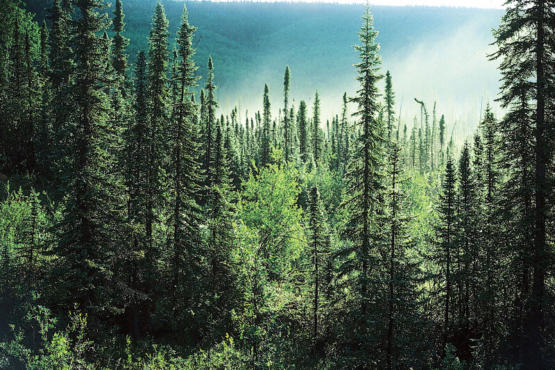 Coniferous Forest — Green, Serene