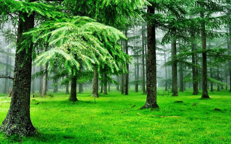 Coniferous Forest — Green
