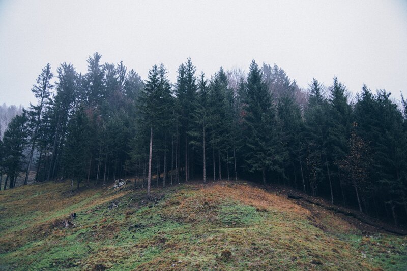 Coniferous Forest on Hillside