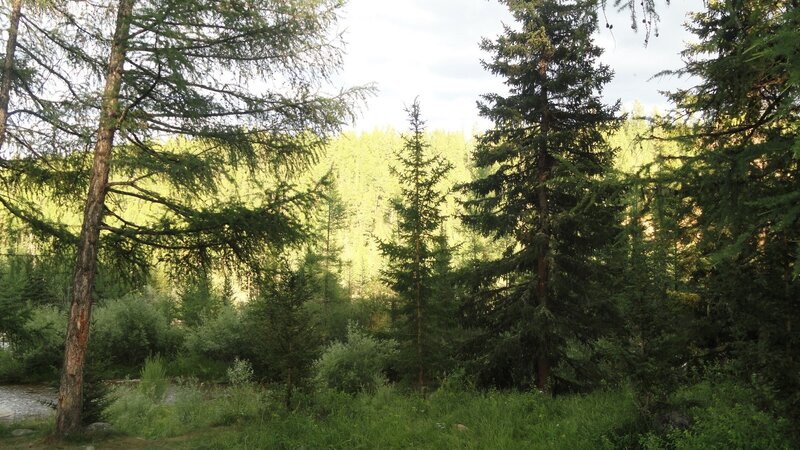 Coniferous Forest Scene — Green, Serene