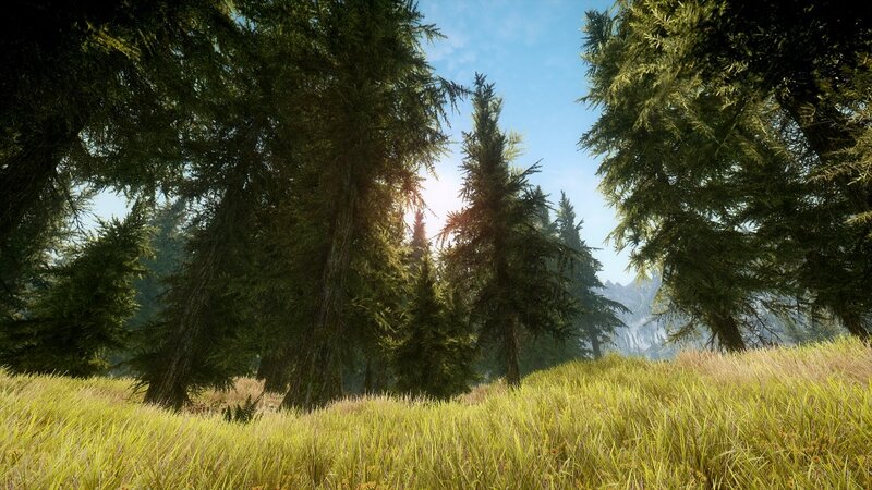 Coniferous Forest Scene — Green