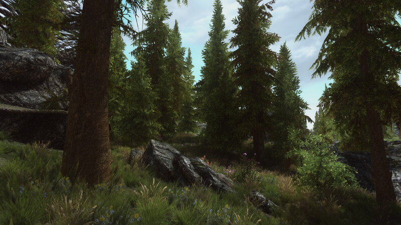 Coniferous Forest Scene