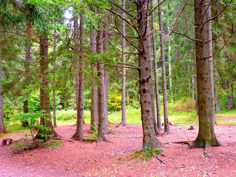 Coniferous Forest
