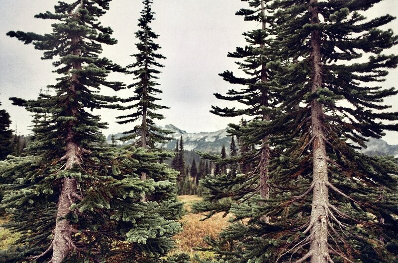 Coniferous forest with mountains