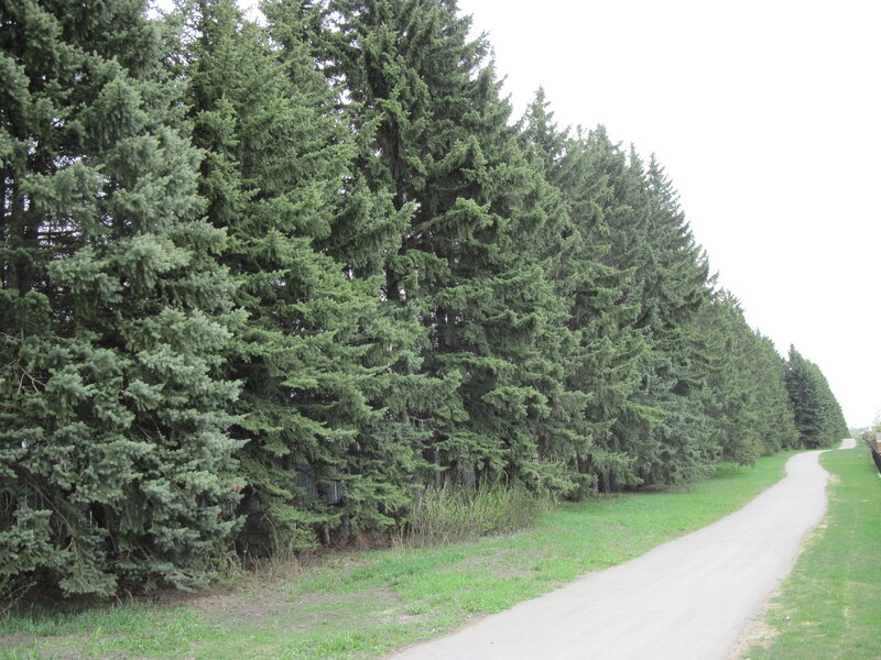 Coniferous Trees Along Road